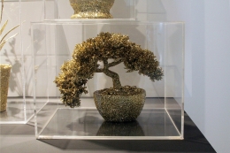 Untitled (bonsai in a box)